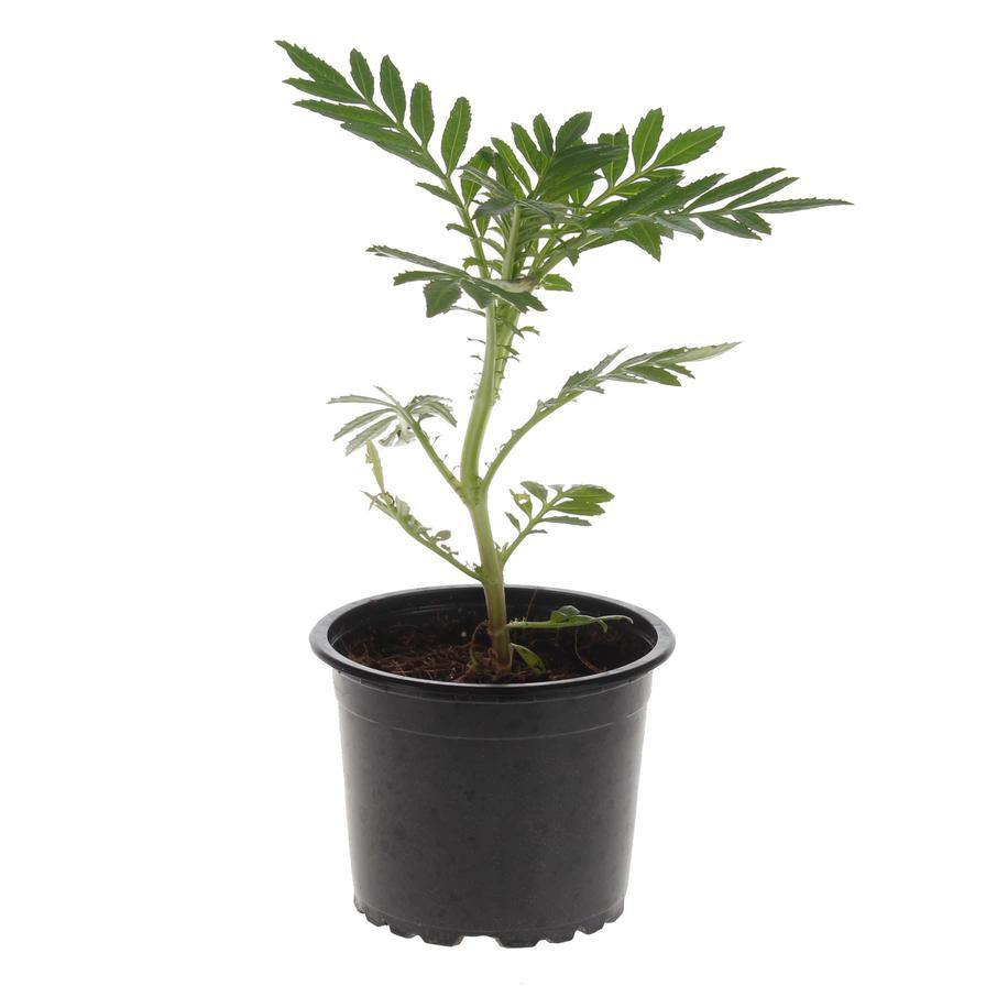 Marigold V9 Live Plant