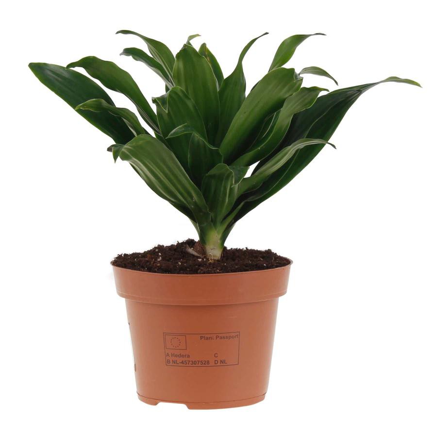 Dracaena Compacta Plant (8 x 10 x 30 cm)
