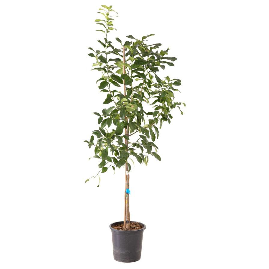 Lemon Live Plant (18 L)