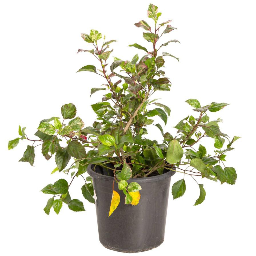 Hibiscus Luna Red Outdoor Plant (10 L)