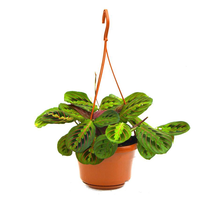 Siji Maranta Prayer Hanging Plant