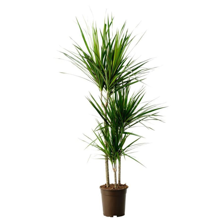 Siji Dracaena Marginata (3PP, 22 x 24 x 150 cm)