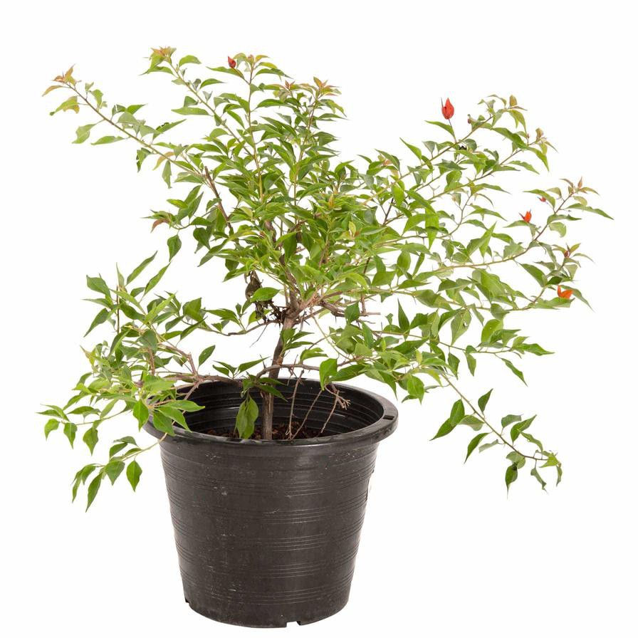 Bougainvillea Tomato Red Live Plant (30 x 30 x 40 cm)