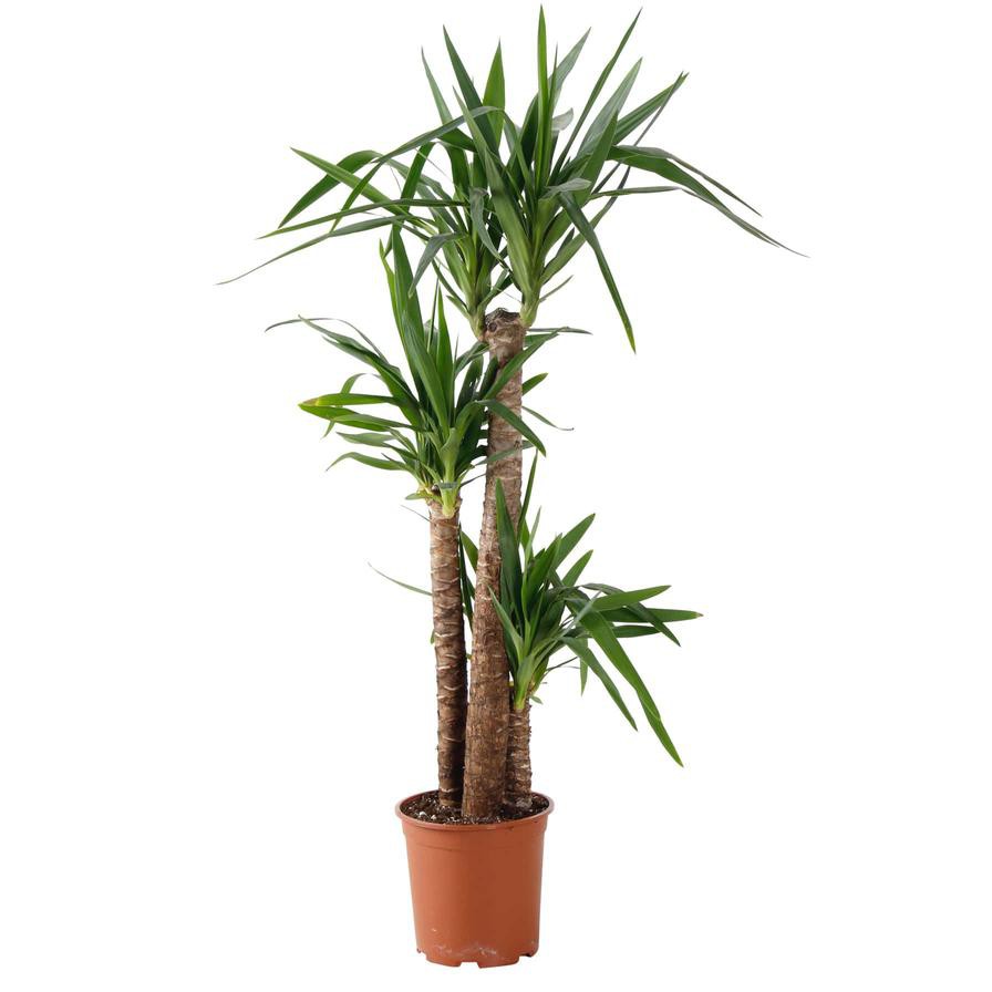 Siji Yucca Plant (22 x 24 x 150 cm)