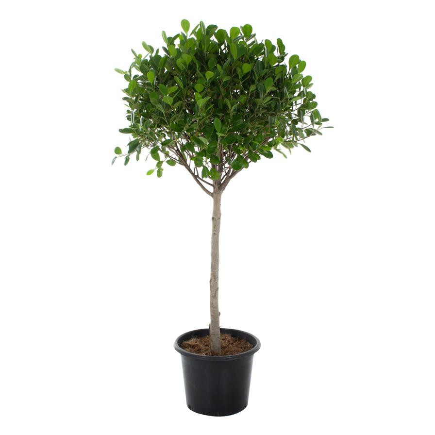 1 Head Ficus Panda Outdoor Plant (27 x 30 x 120 cm)