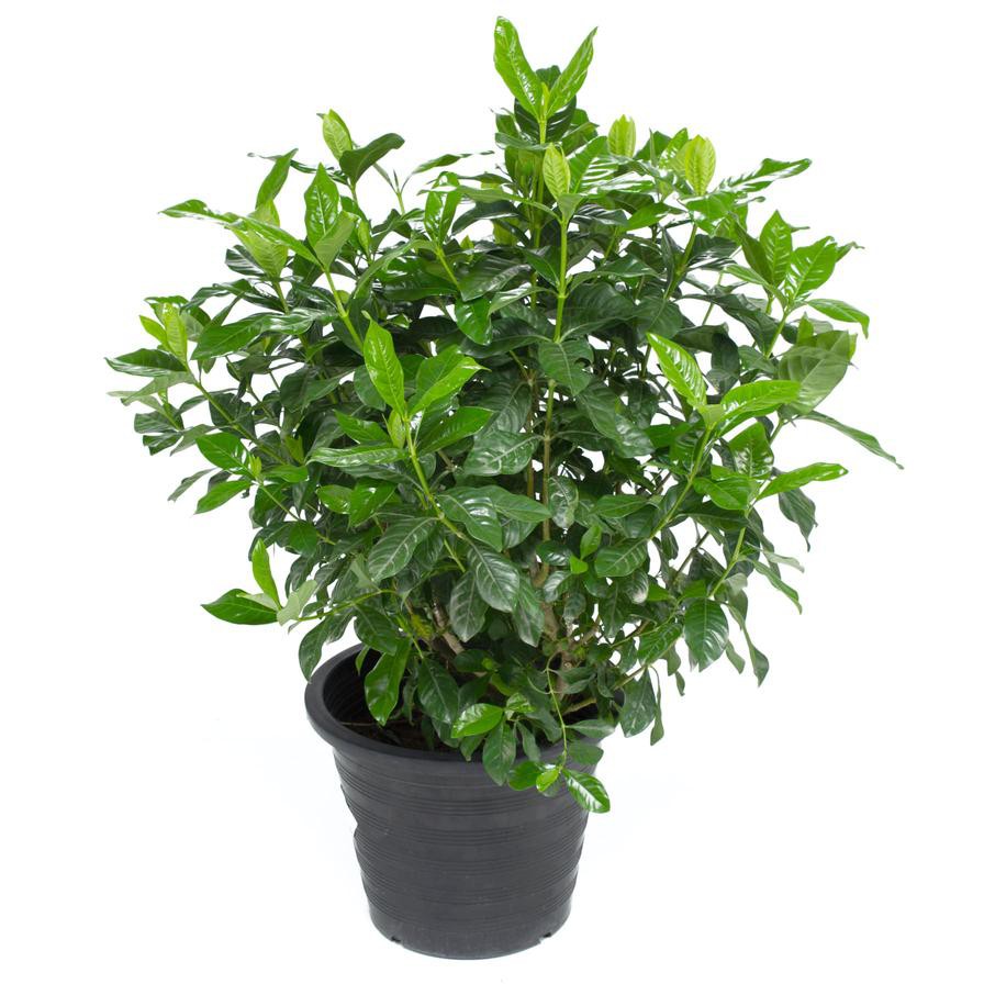 First Love Gardenia Jasminoides Outdoor Plant (30 x 30 x 50 cm)