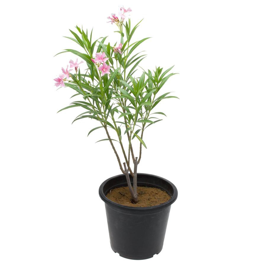 Nerium Oleander Outdoor Plant (60-80 cm)