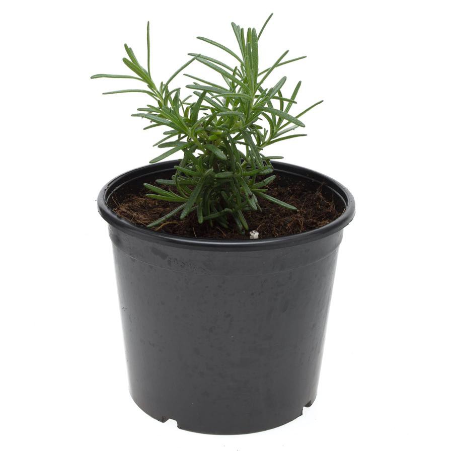 Rosemary Outdoor Plant (13 cm)