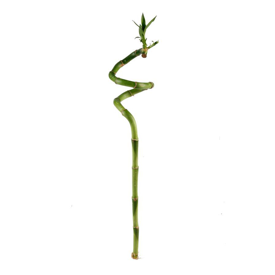 Lucky Bamboo Curly Stick Indoor Plant (40 cm)