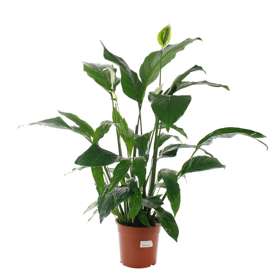 Spathiphyllum Sensation Peace Lily Indoor Plant (22 x 24 x 140 cm)