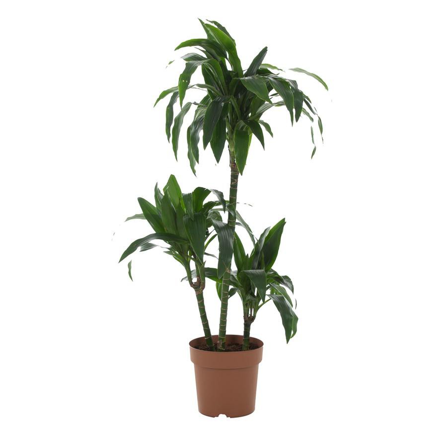 Siji Dracaena Janet Craig (3PP, 120 cm)