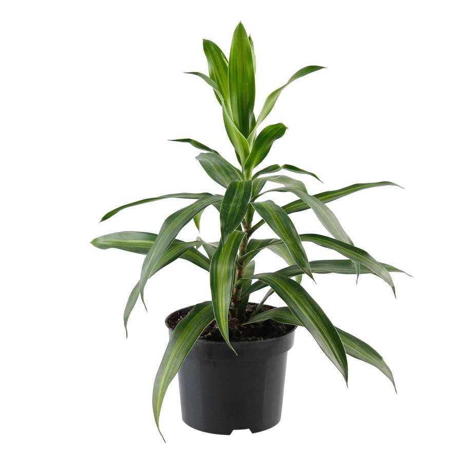 Dracaena Song of Jamaica Plant (8 x 10 x 40 cm)