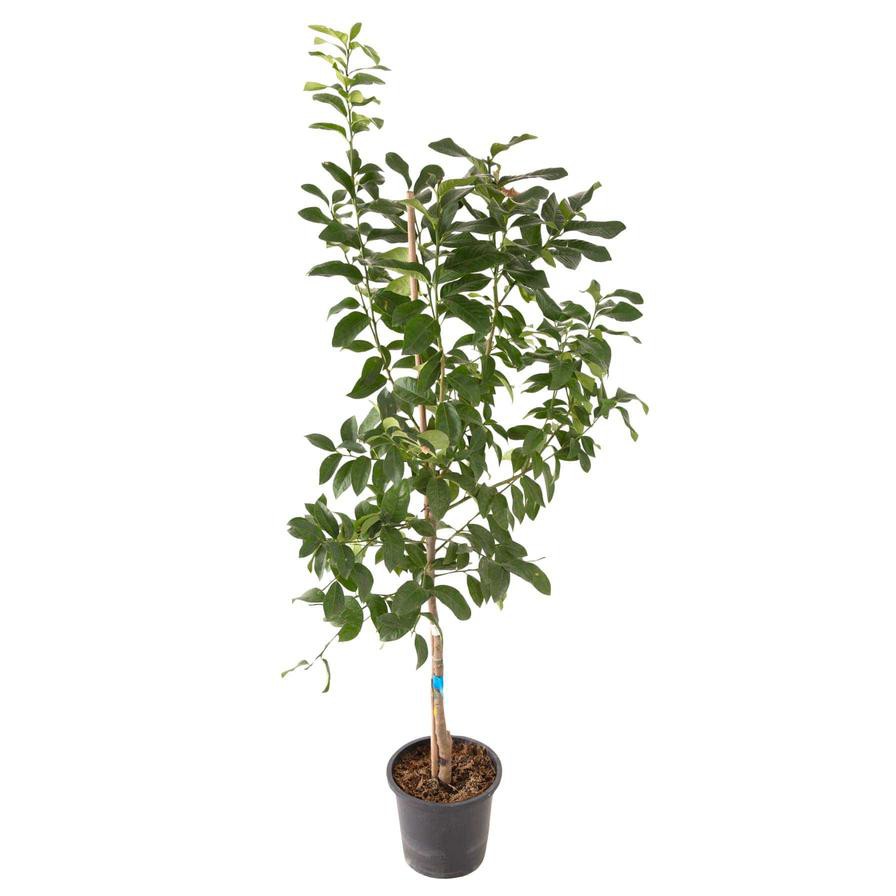 Lemon Live Plant (18 L)