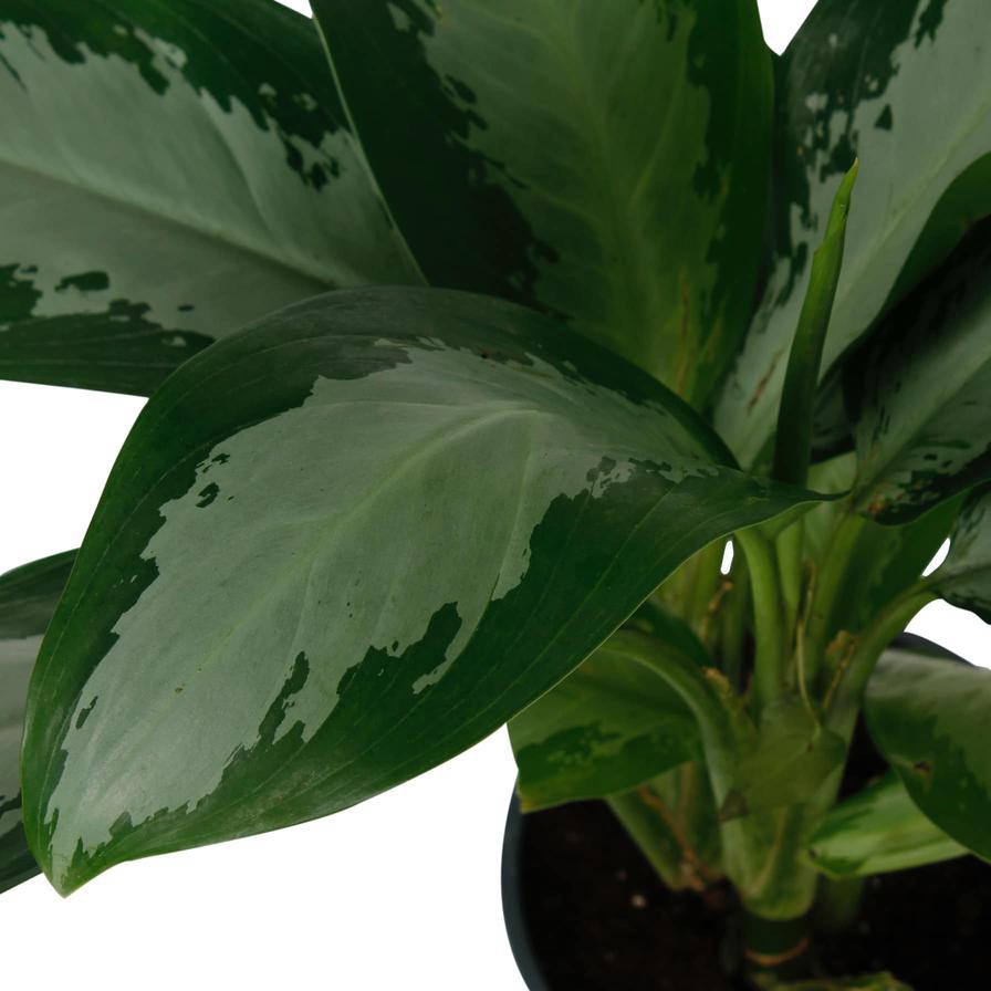 Aglaonema Pattaya Beauty Indoor Plant (80cm)