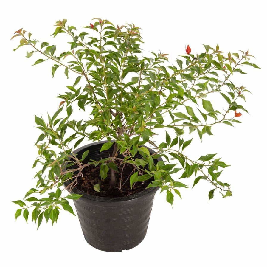 Bougainvillea Tomato Red Live Plant (30 x 30 x 40 cm)