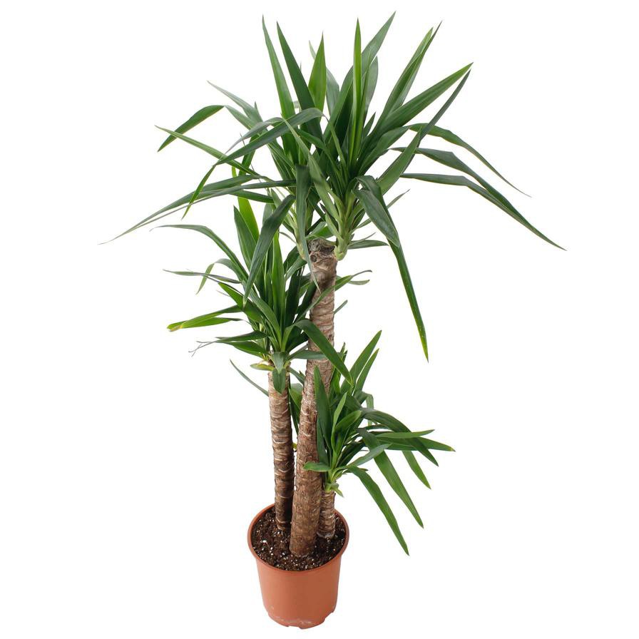 Siji Yucca Plant (22 x 24 x 150 cm)