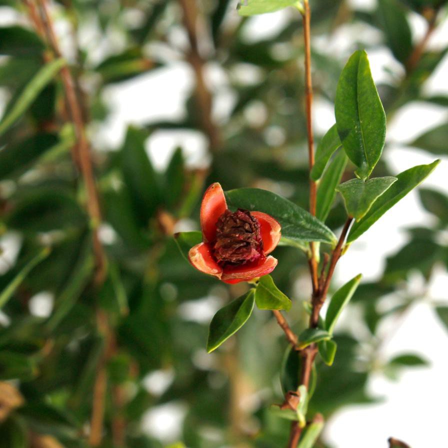 Pomegranate Outdoor Plant (1.8 m)