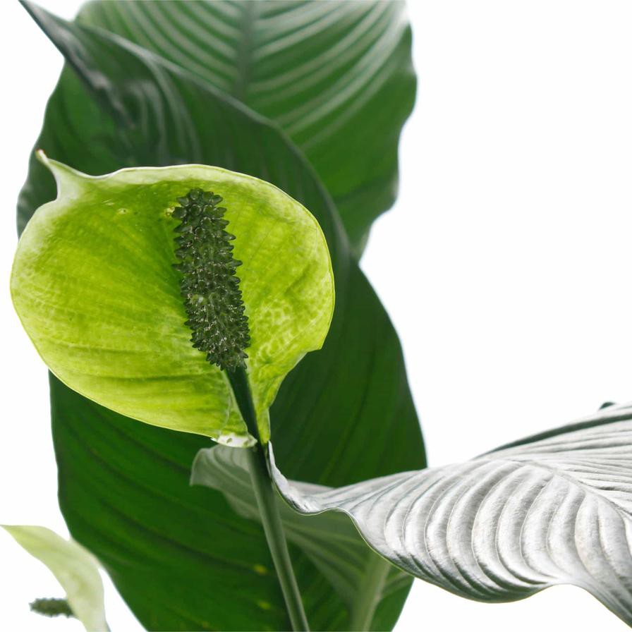 Spathiphyllum Sensation Peace Lily Indoor Plant (22 x 24 x 140 cm)