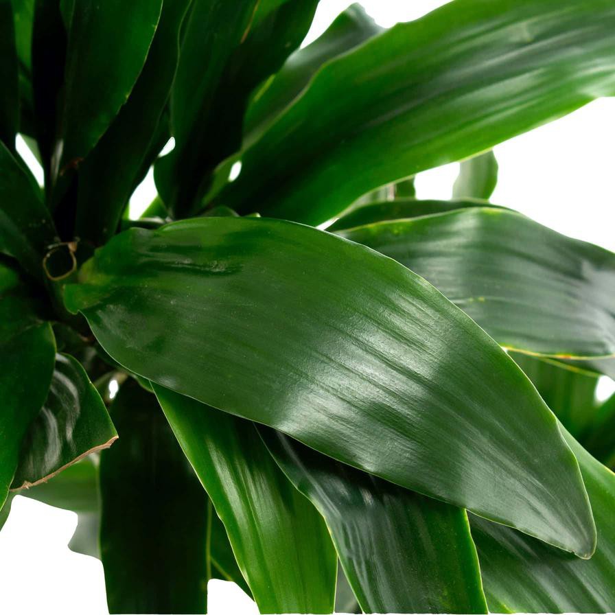 Siji Dracaena Janet Craig (3PP, 120 cm)