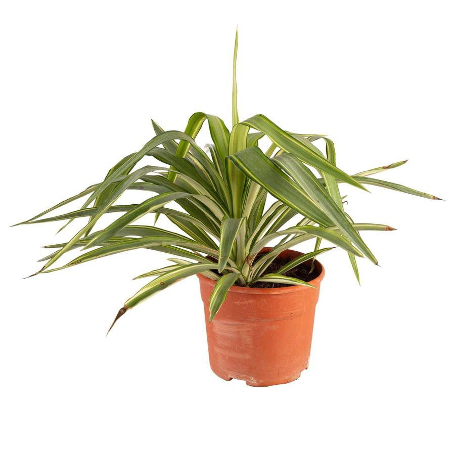 Yucca Variegated Live Plant (6 L)