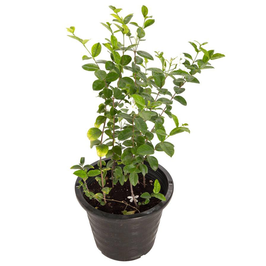 Wrightia Antidysenterica Live Plant (10 L)