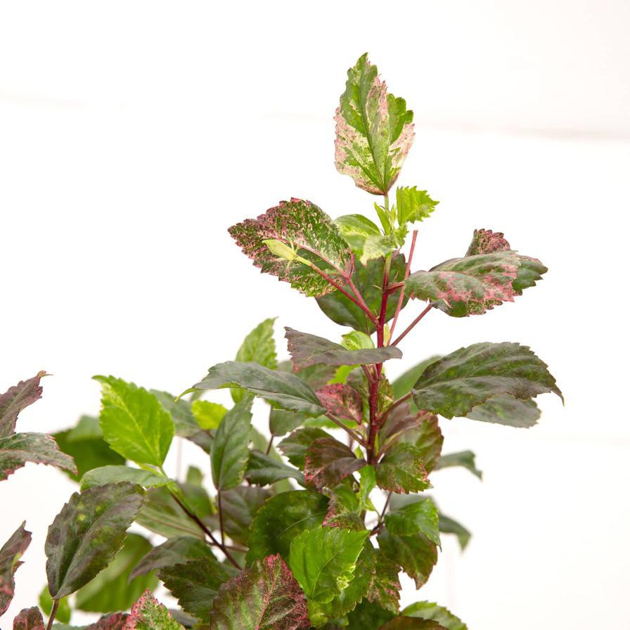 Hibiscus Luna Red Outdoor Plant (10 L)