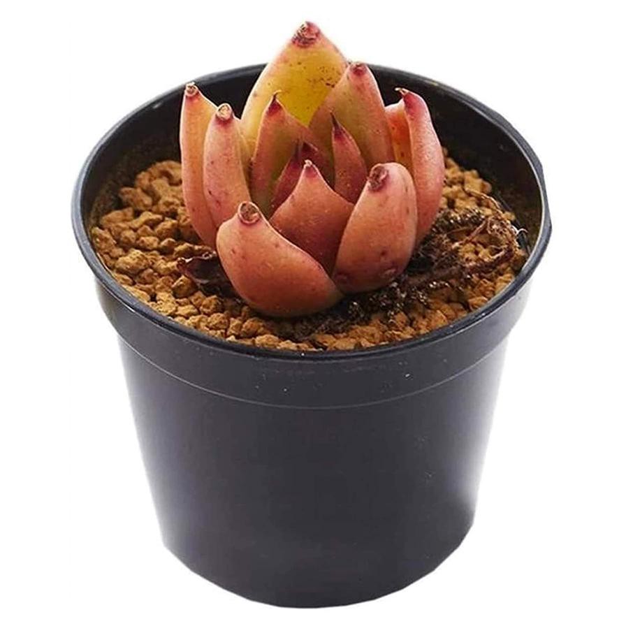 Plastic Nursery Pot (20 x 20.2 cm)