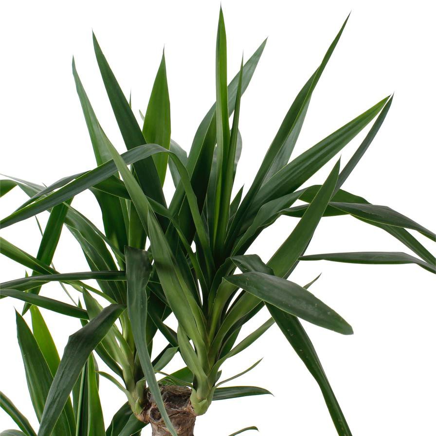 Siji Yucca Plant (22 x 24 x 150 cm)