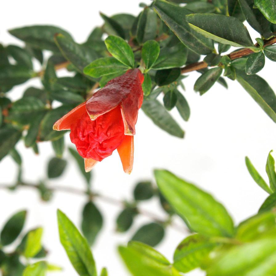 Pomegranate Outdoor Plant (1.8 m)