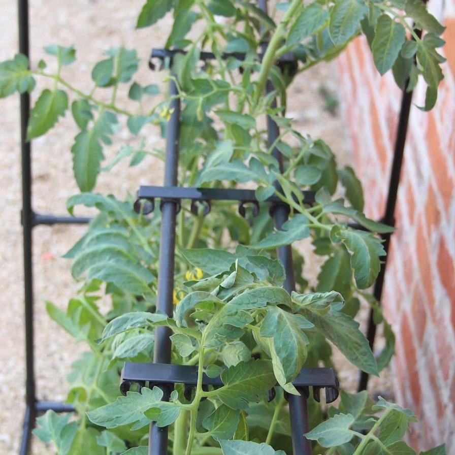 Haxnicks Tomato Crop-Booster Frame