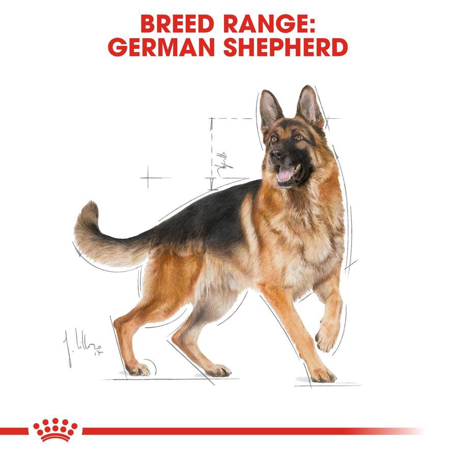 Royal Canin German Shepherd Dry Dog Food (Adult Dog 3 kg)