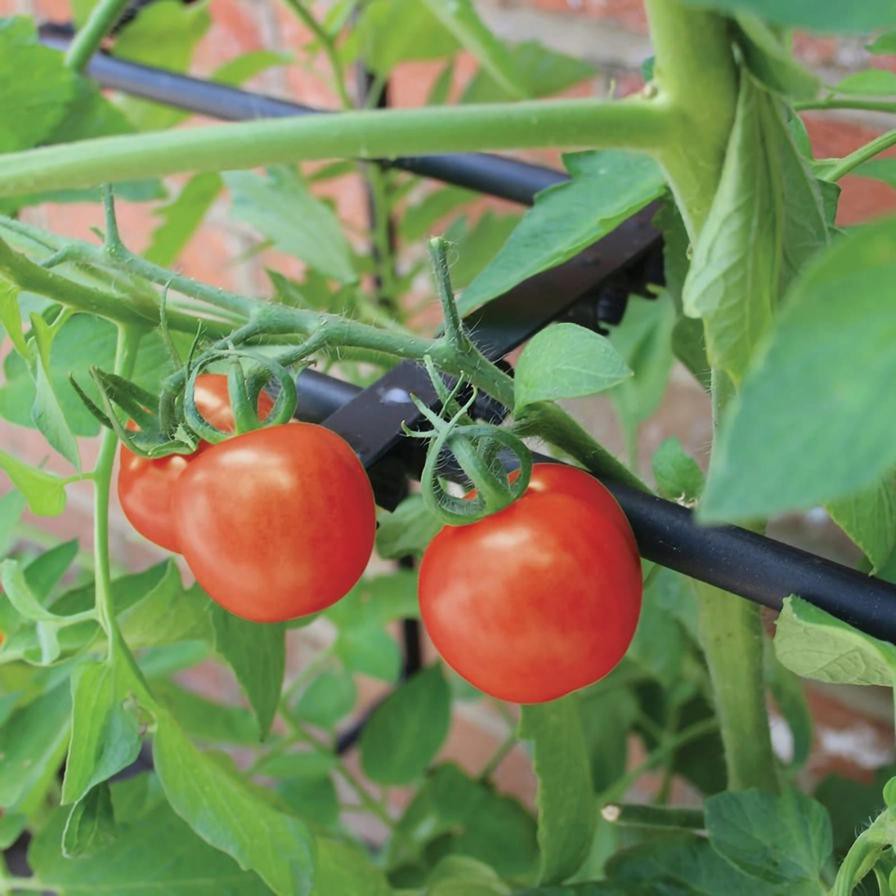 Haxnicks Tomato Crop-Booster Frame