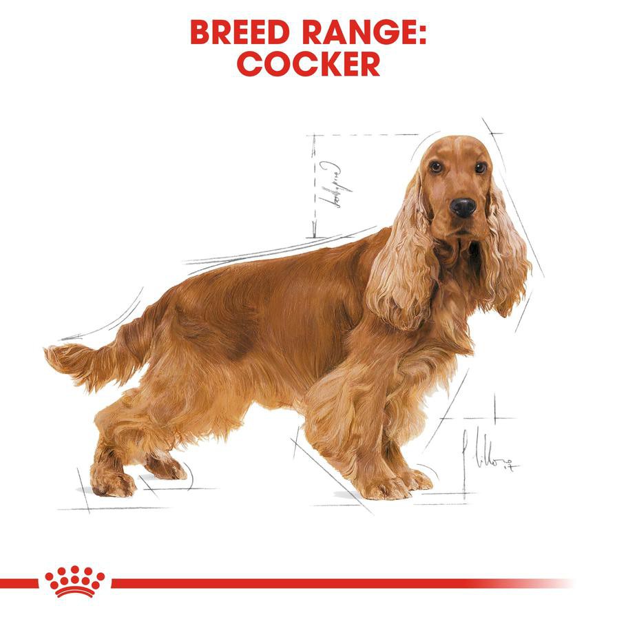 Royal Canin Breed Complete Cocker Spaniel Adult (3 kg)