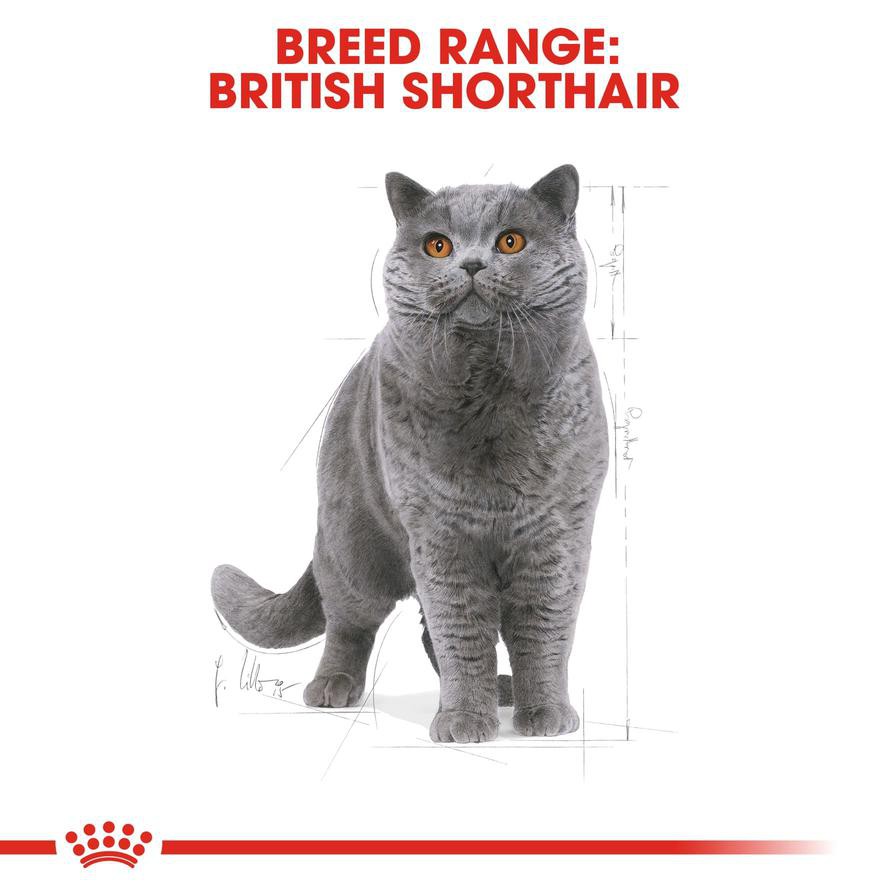 Royal Canin Feline Breed Nutrition British Shorthair Cat Food (4 kg)