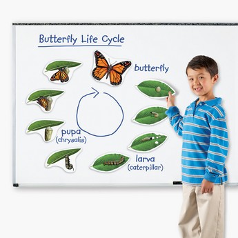 Learning Resources Magnetic Butterfly Life Cycle