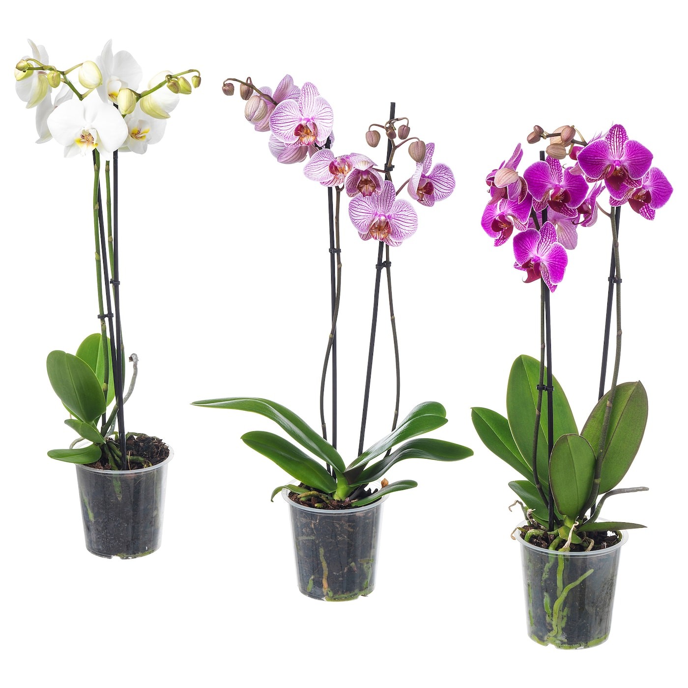 PHALAENOPSIS زرع في وعاء