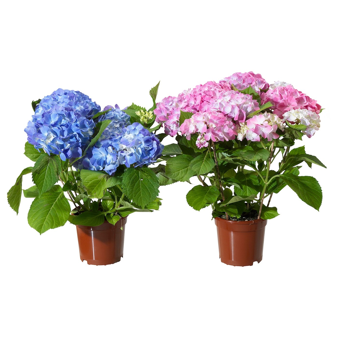 HYDRANGEA زرع في وعاء