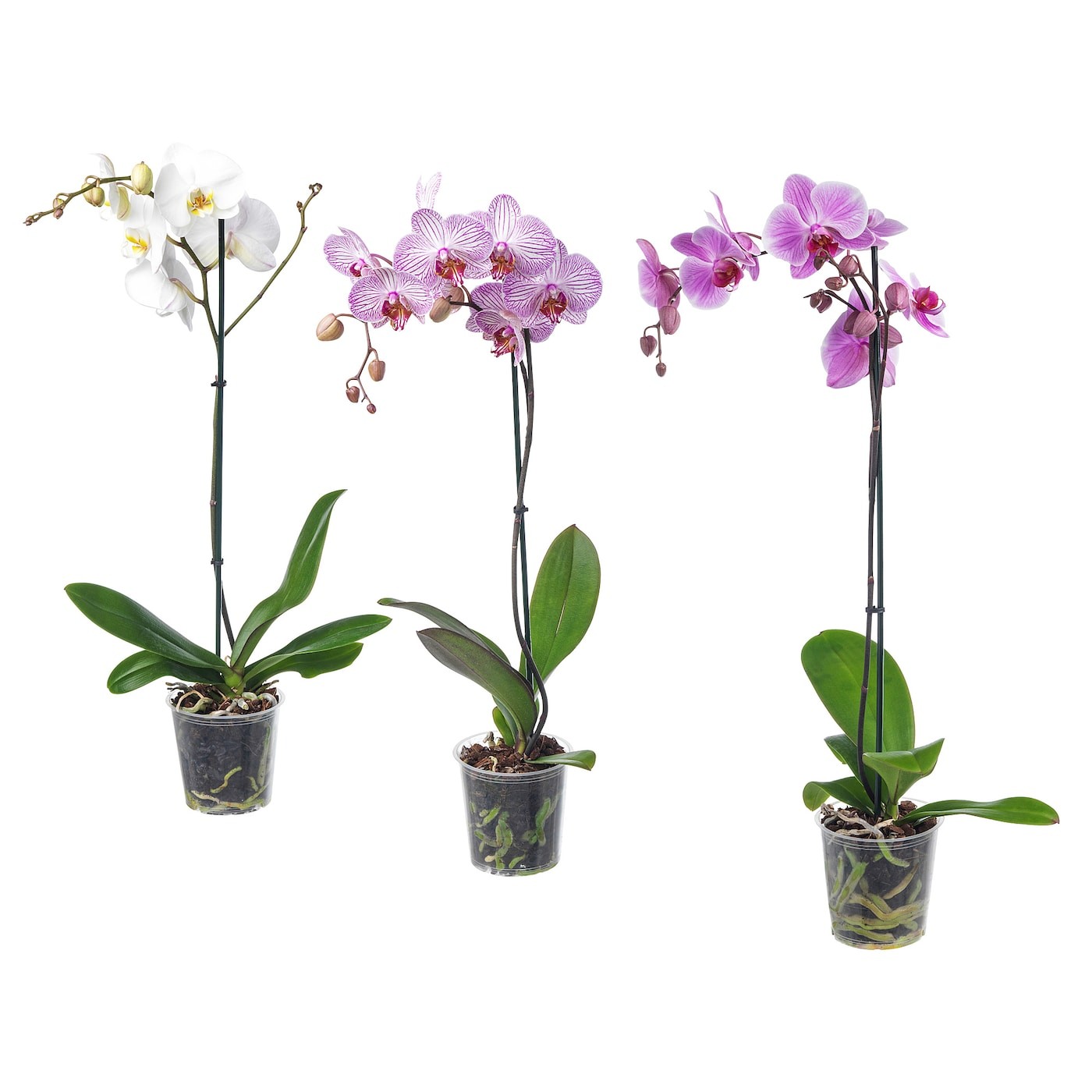 PHALAENOPSIS زرع في وعاء