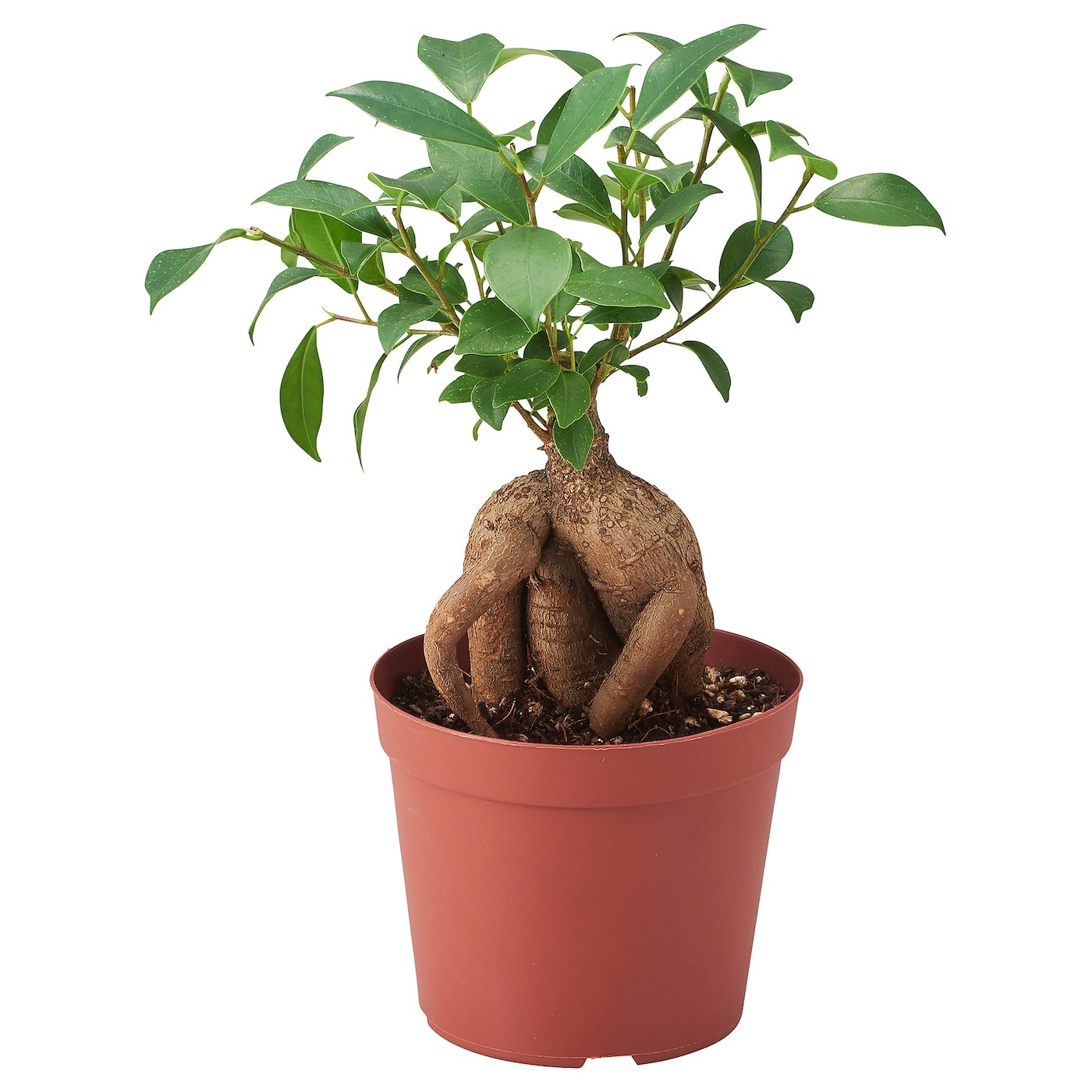 FICUS زرع في وعاء