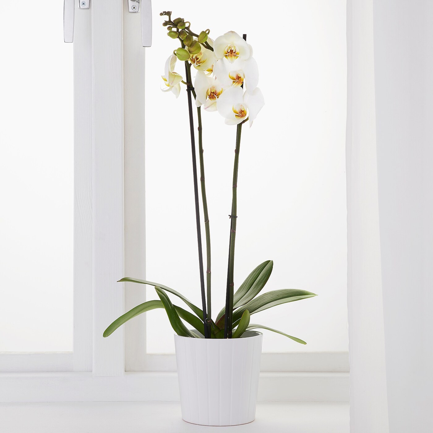 PHALAENOPSIS زرع في وعاء