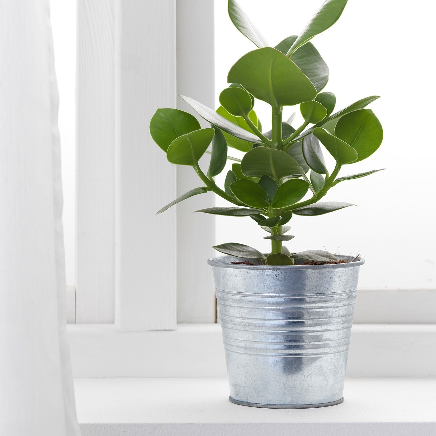 SOCKER Plant pot