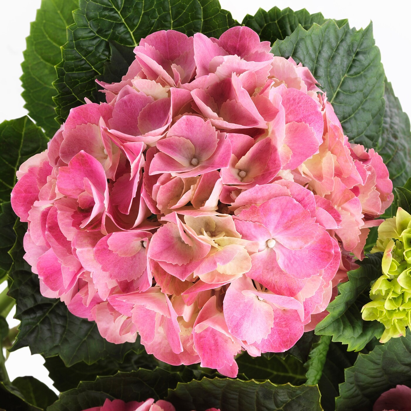 HYDRANGEA زرع في وعاء