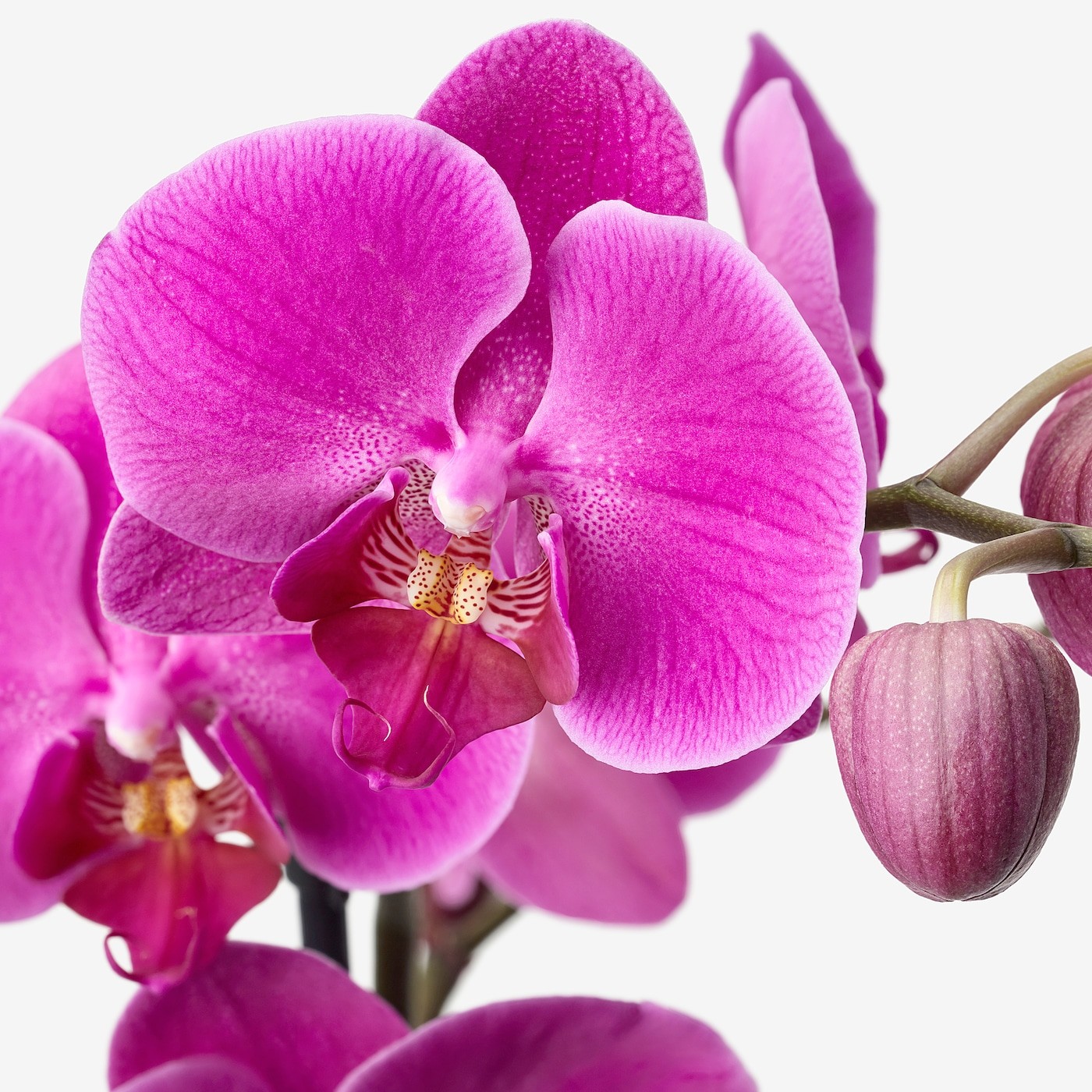 PHALAENOPSIS زرع في وعاء