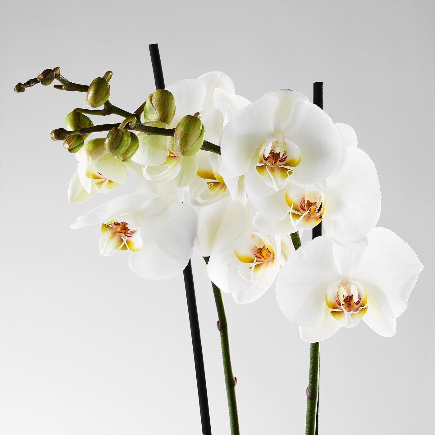 PHALAENOPSIS زرع في وعاء