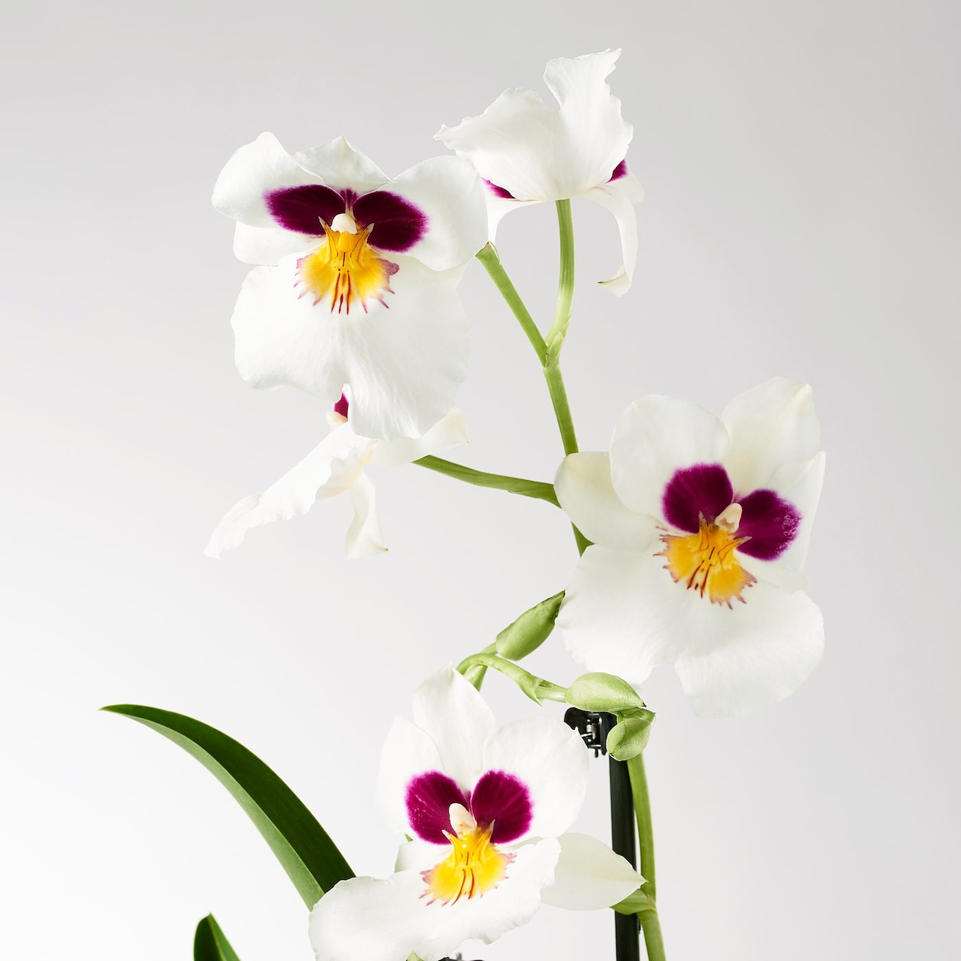 PHALAENOPSIS زرع في وعاء