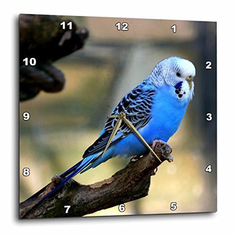 3Drose Dpp_183783_1 Blue Budgie Bird Wall Clock, 10 By 10-Inch