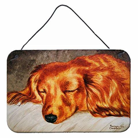 Caroline&#39;s Treasures Amb1202Ds812 Red Longhaired Dachshund Wall Or Door Hanging Prints, 8X12, Multicolor