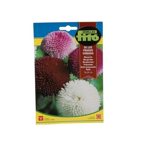 Simillas Phyto Bellis flower seeds