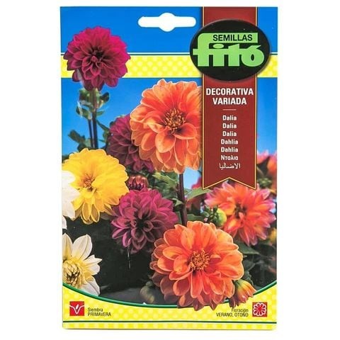 Phyto dahlia seeds for decoration