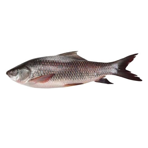 fresh rohu fish